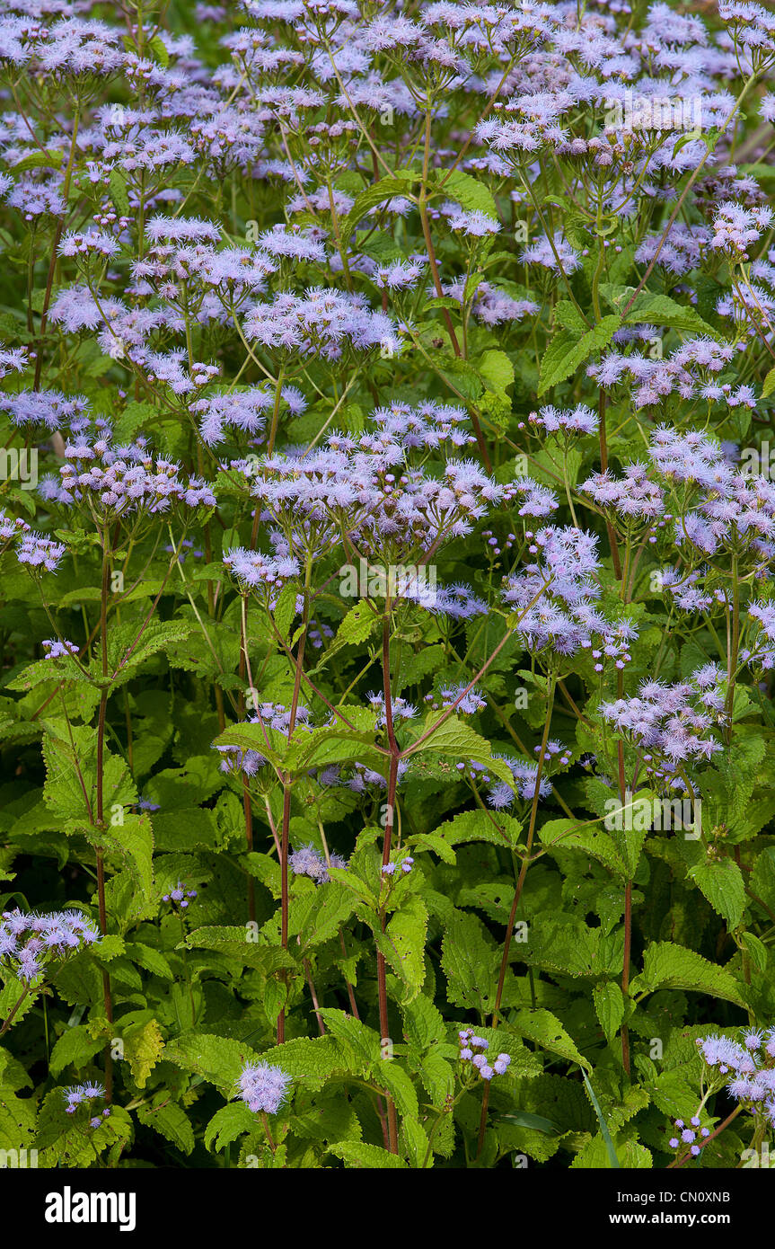 Mist Flower, Blue Bonnett, Wild Ageratum, Eupatorium coelestinum Stock Photo