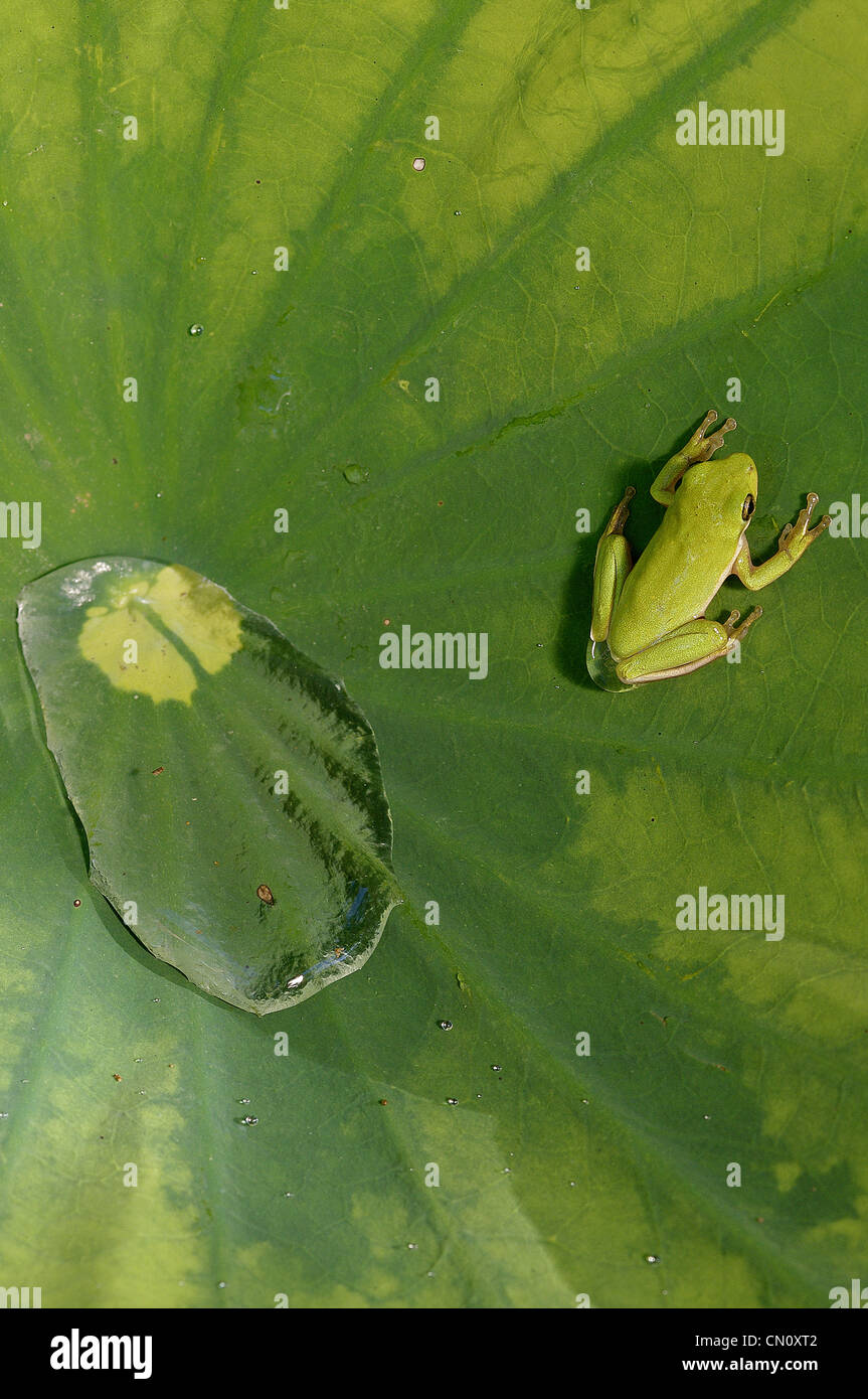 Green Treefrog, Hyla cinerea, Amphibian Stock Photo