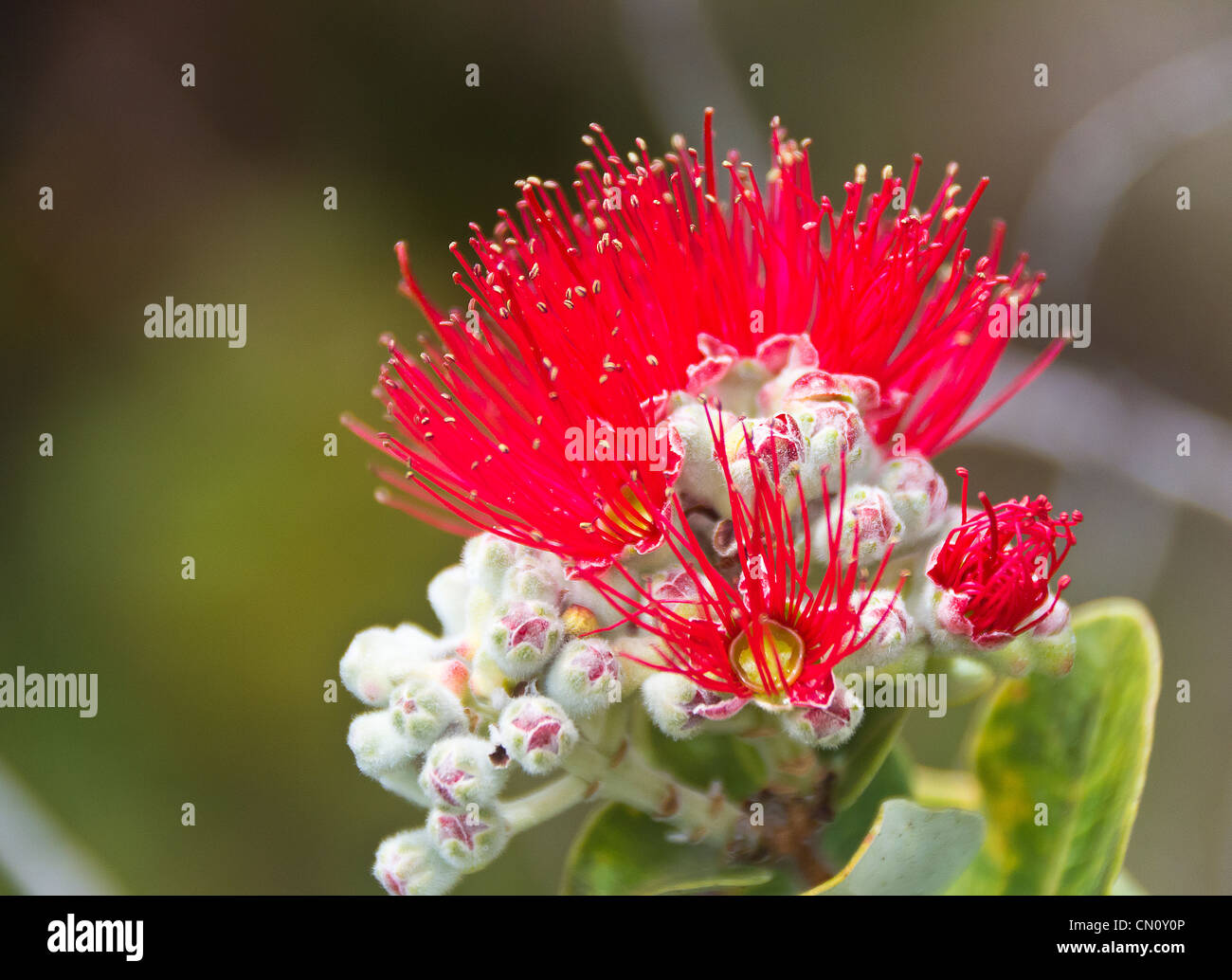 ohia flower at the Volcano National Park, Big Island, Hawaii