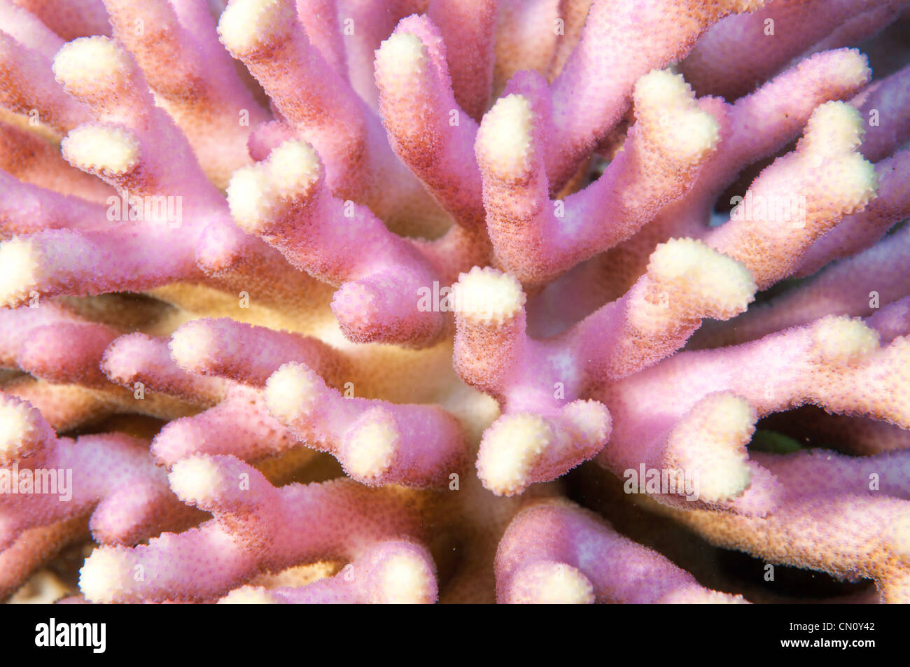 Pink hard coral on a reef in the ocean Stock Photo