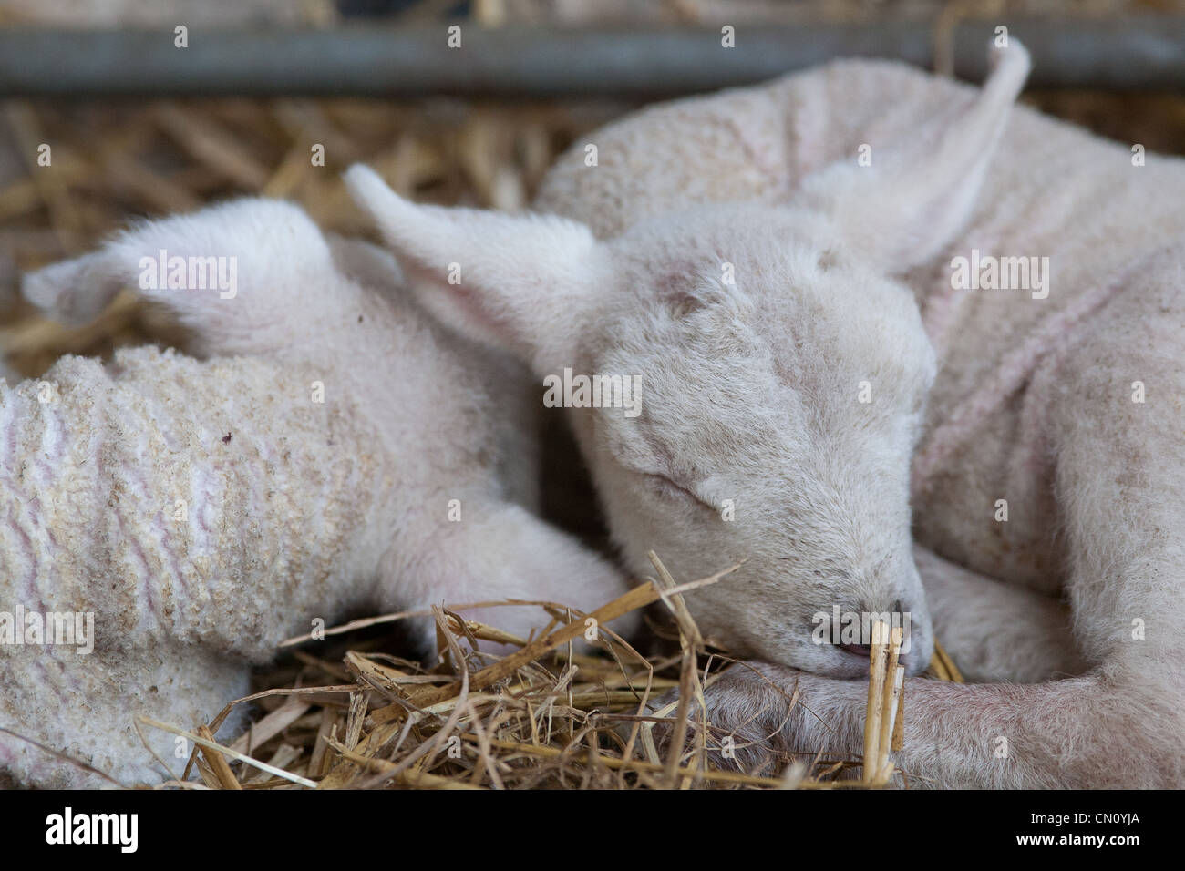 Sheep resting in pen on hi-res stock photography and images - Alamy