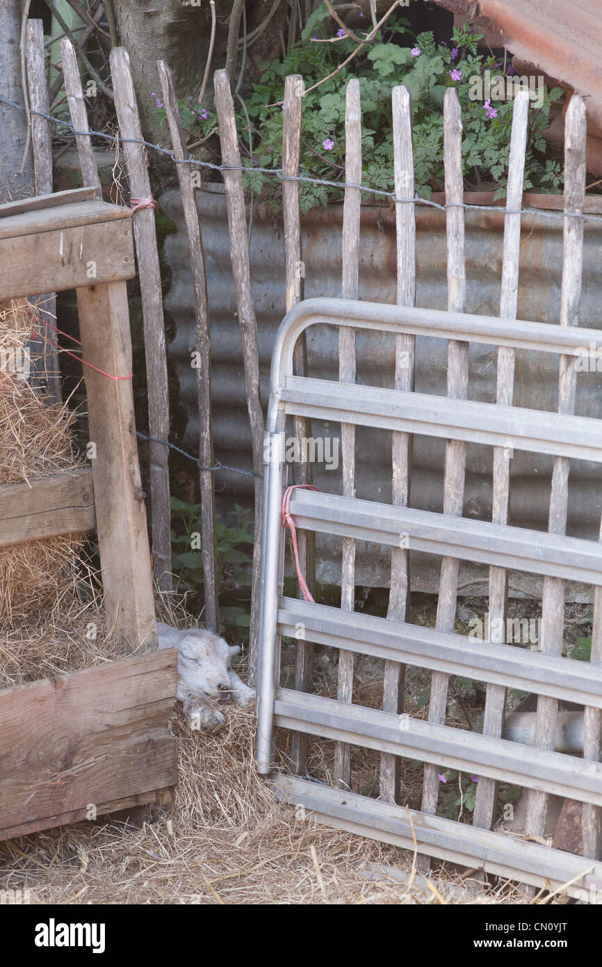 A newborn lamb resting in the corner of a pen Stock Photo - Alamy