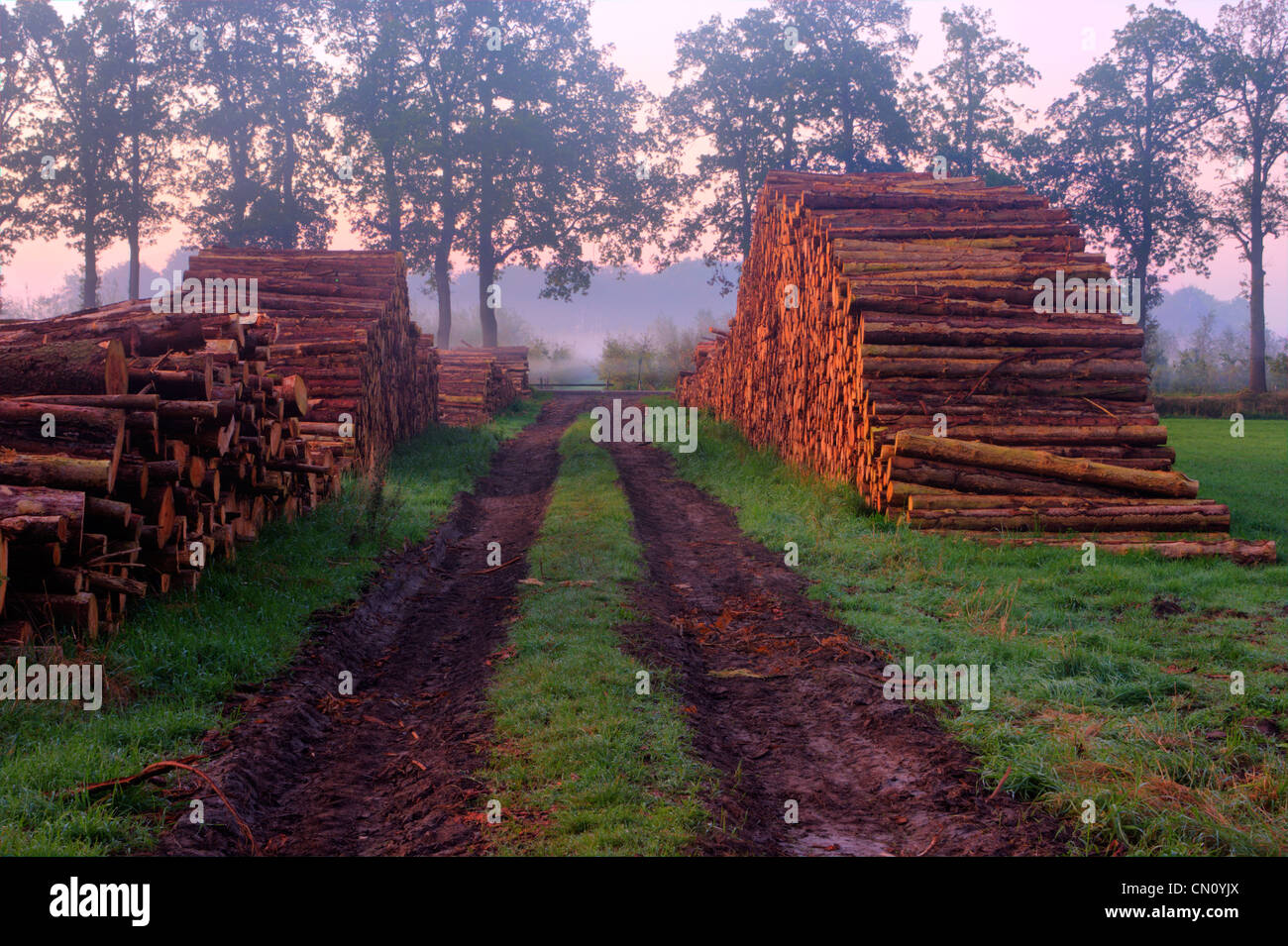 Woodpiles alongside a countryroad, illuminated by the first sunlight of an autumn morning. Stock Photo