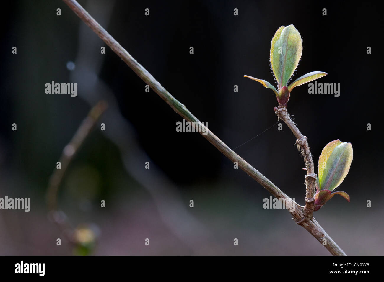 Unfolding leaves of Honeysuckle in spring Stock Photo