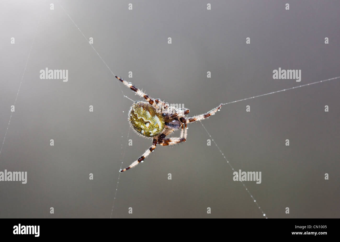 European garden spider (Araneus diadematus), also known as Diadem spider, Cross spider, or Cross orbweaver in a web with dewdrop Stock Photo