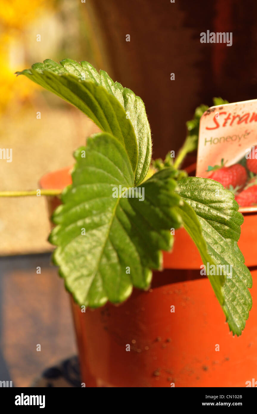 Strawberry plant leaf Stock Photo Alamy