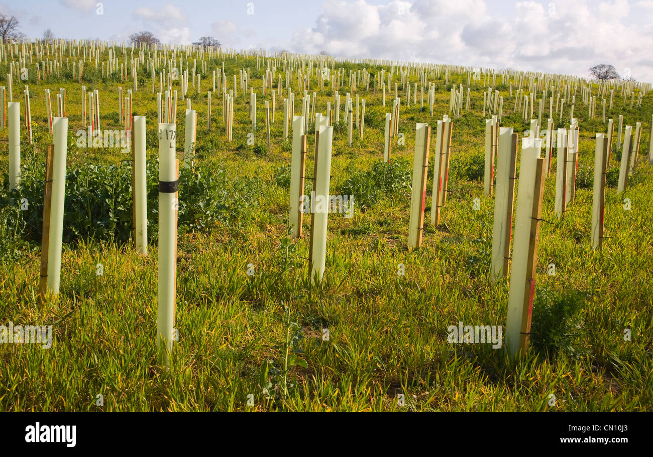 Newly planted field of trees in plastic protective tubes, Suffolk, England,UK Stock Photo