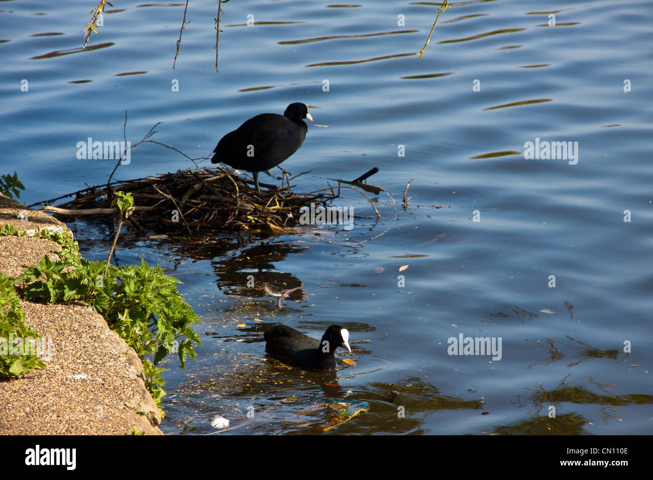 Coot building a nest in the spring time ready to lay eggs. Stock Photo