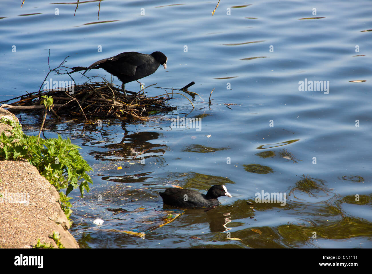 Coot building a nest in the spring time ready to lay eggs. Stock Photo