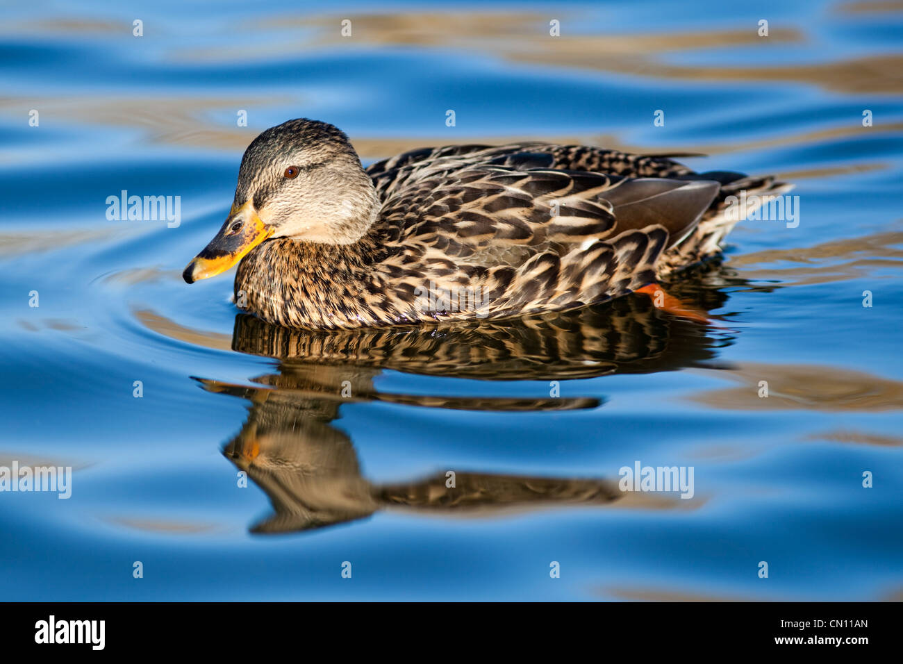 Female mallard duck - Anas platyrhynchos, UK Stock Photo