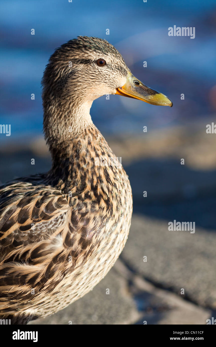 Female mallard - Anas platyrhynchos Stock Photo