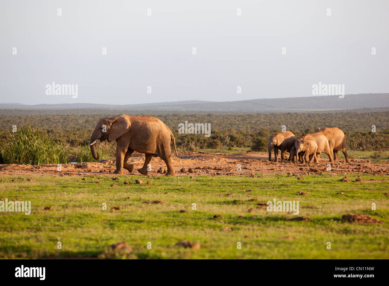 A herd of elephants walking at Addo Elephant National Park, Eastern Cape, South Africa Stock Photo