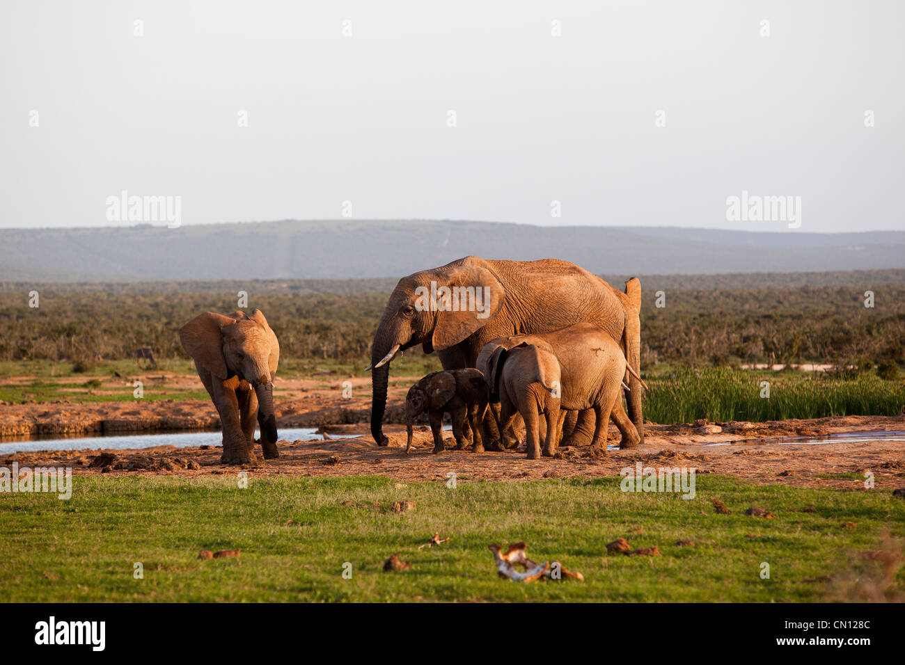 A herd of elephants at a watering hole at Addo Elephant National Park, Eastern Cape, South Africa Stock Photo