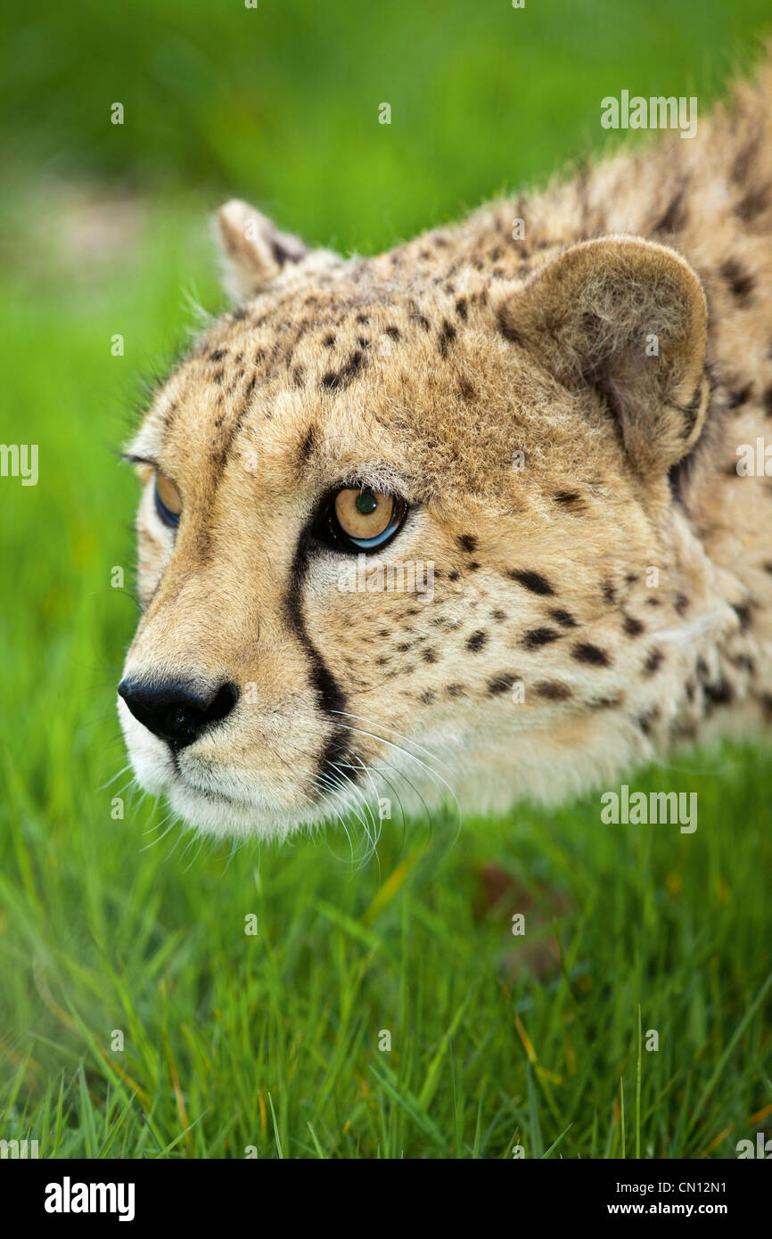 Cheetah - Acinonyx jubatus stalking Stock Photo