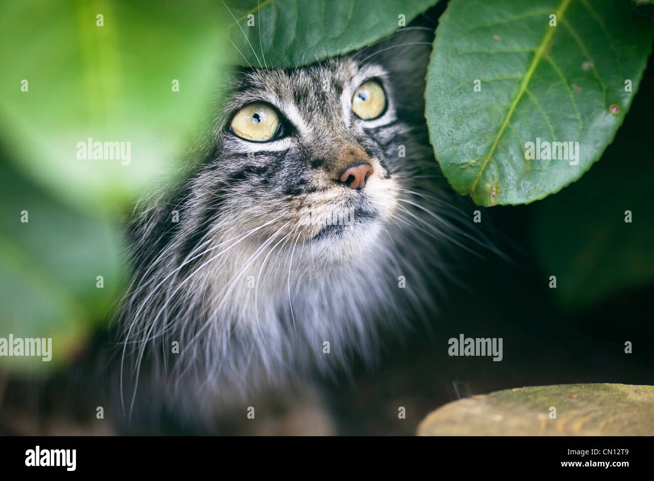 Pallas Cat - Otocolobus manul Stock Photo