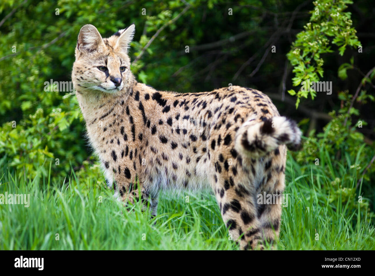 Caracal Serval High Resolution Stock Photography And Images Alamy