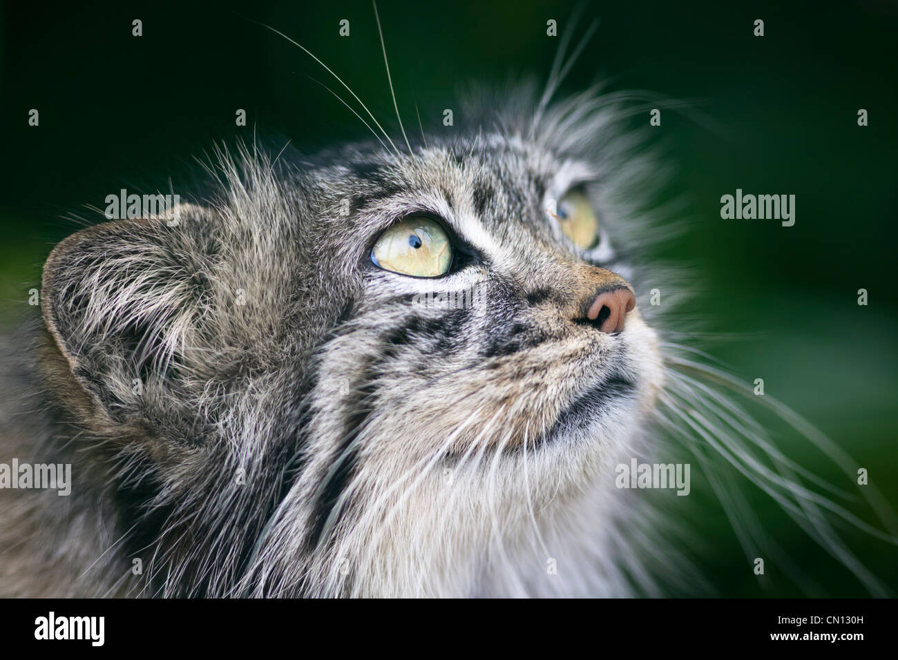 Pallas Cat portrait - Otocolobus manul Stock Photo