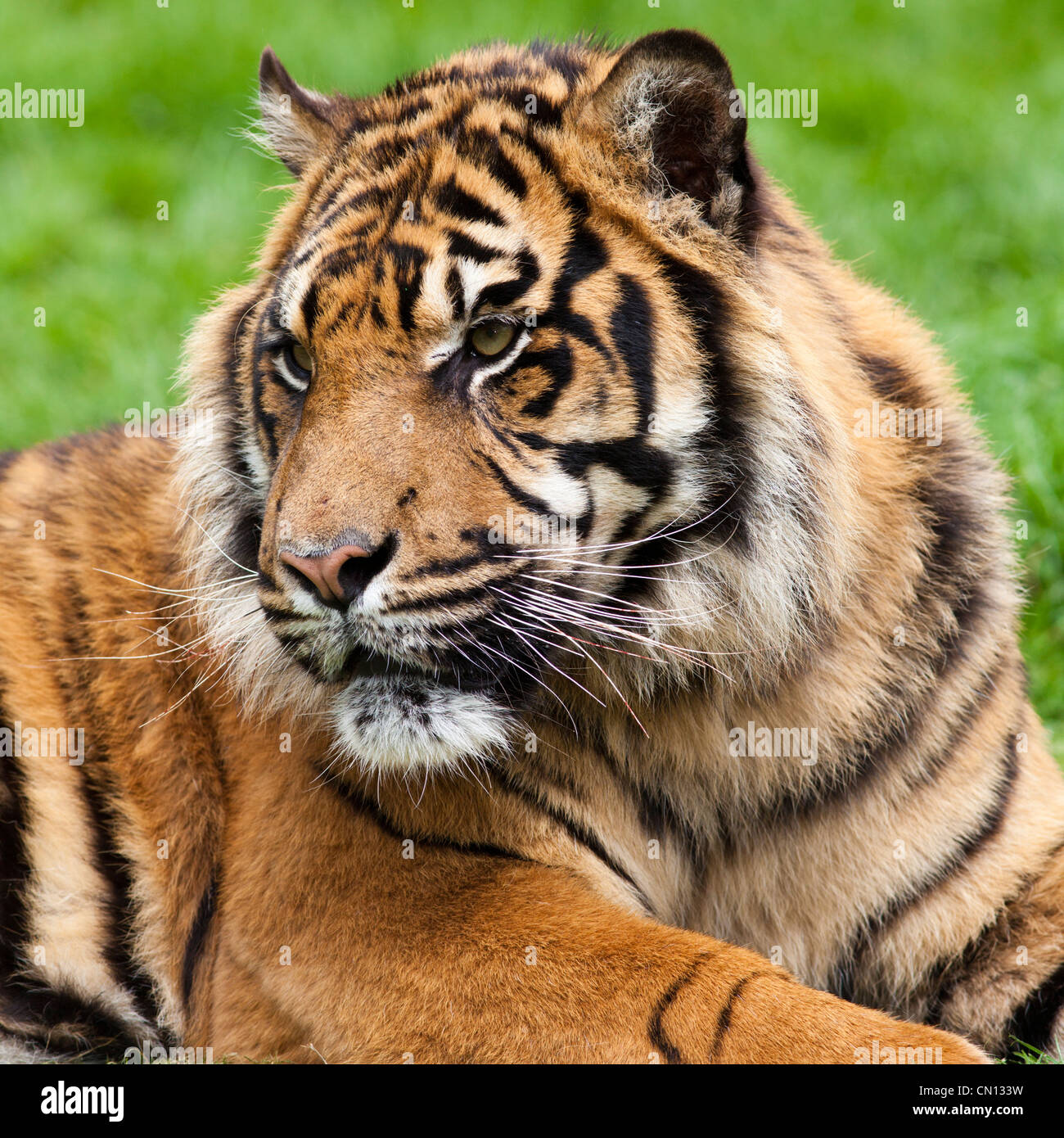 Tiger - Panthera tigris - close up portrait Stock Photo