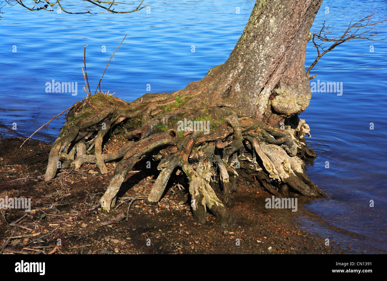 Tree roots revealed by low water levels on the Norfolk Broads at ...