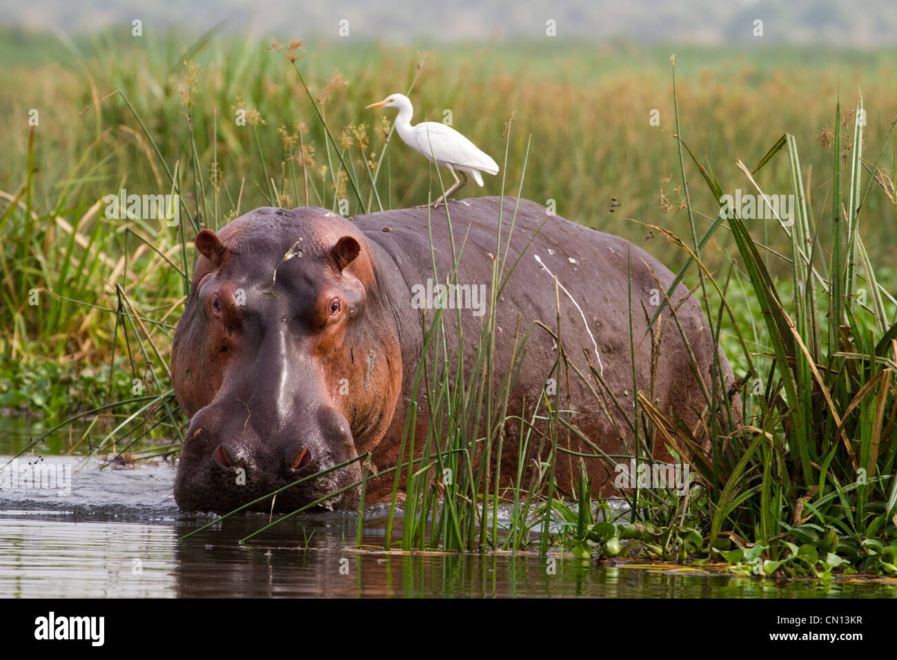 Hippopotamus (Hippopotamus amphibius) with Cattle Egret (Bubulcus ibis) in River Nile, Uganda Stock Photo