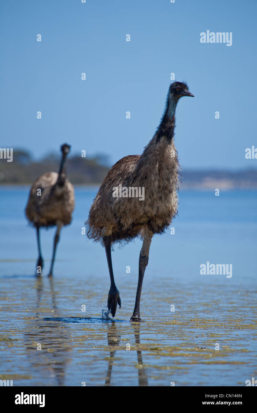 Emus walking in sea water Stock Photo