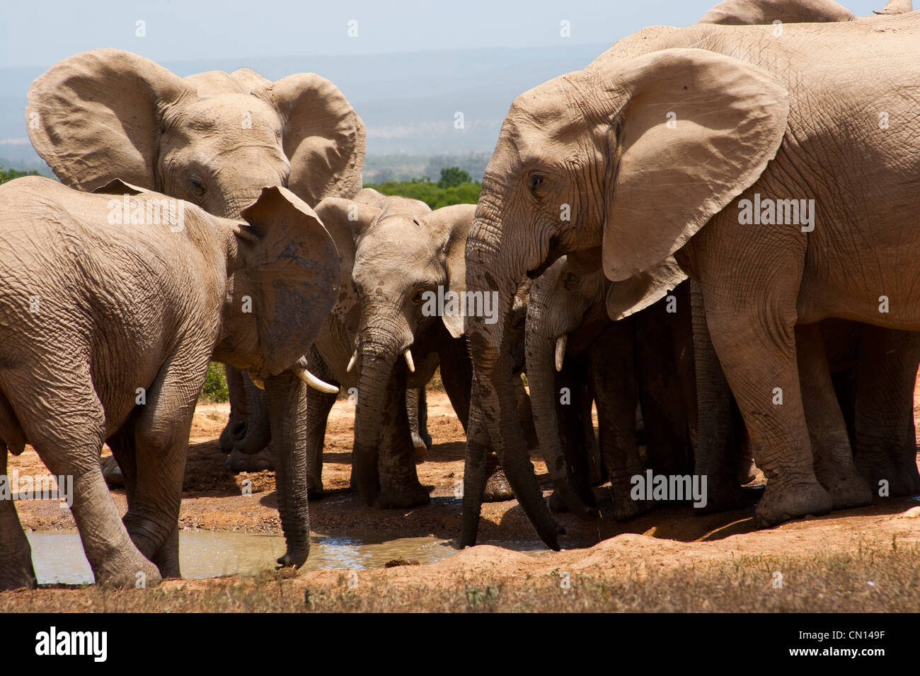 A herd of Elephants standing in a circle at Addo Elephant National Park