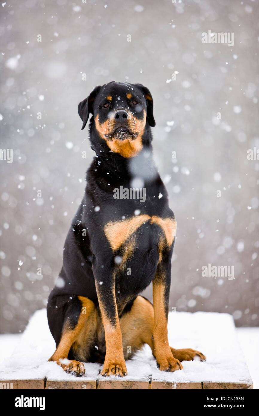 How Do You Train A Female Rottweiler Puppy