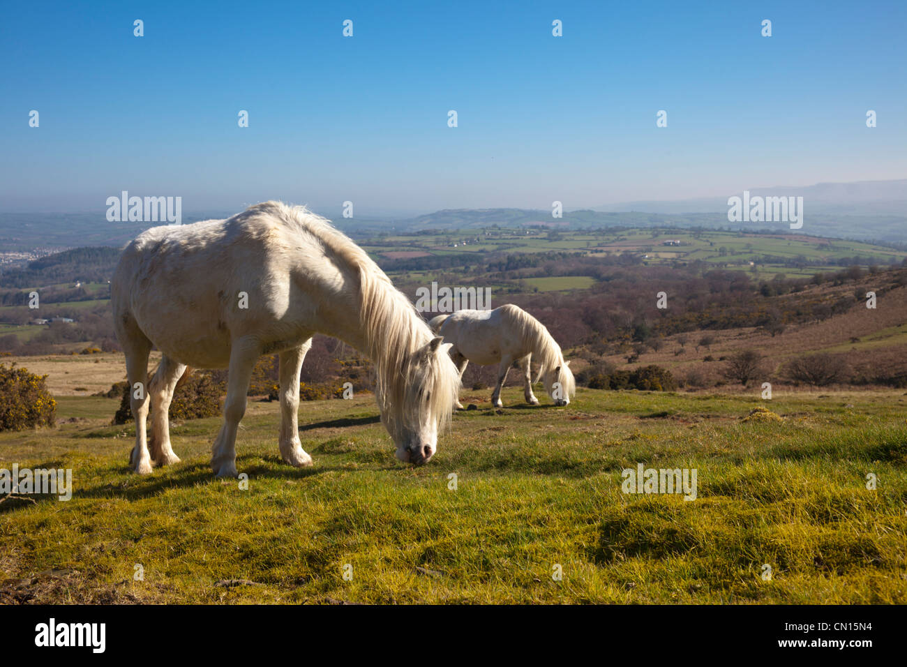 Welsh mountain ponies in the Brecon Beacons. Stock Photo