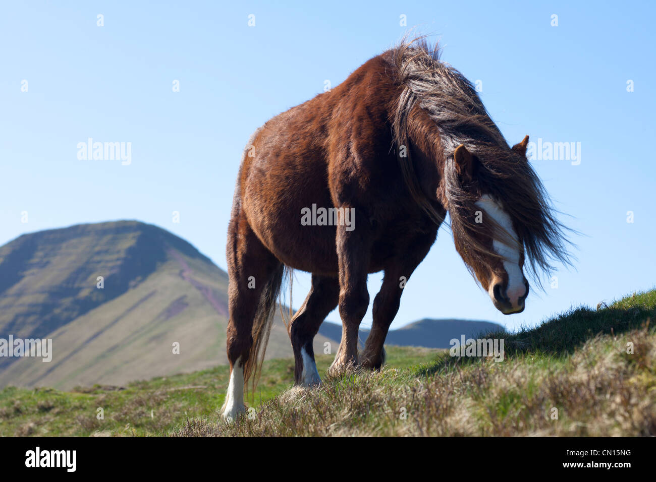 Welsh mountain ponies in the Brecon Beacons. Stock Photo