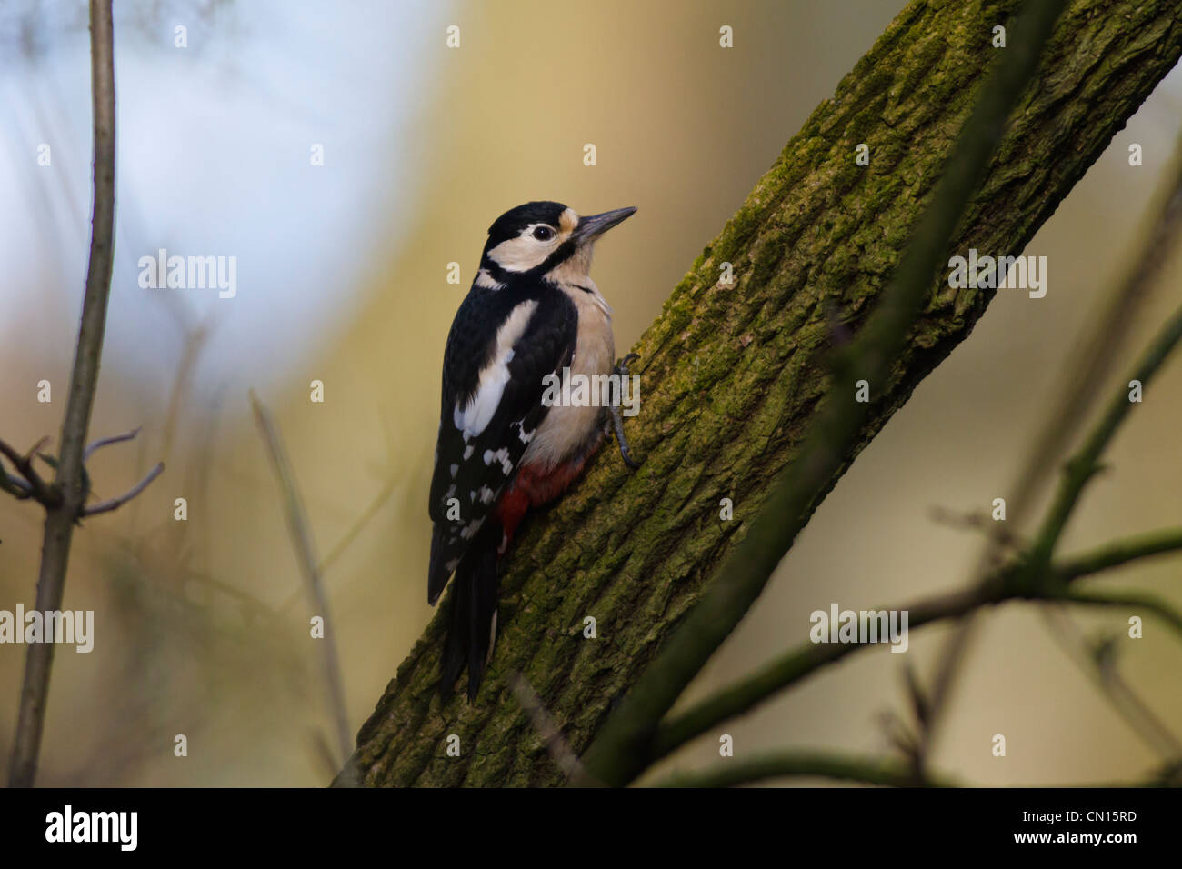 Great Spotted Woodpecker (Dendrocopos major) on branch Stock Photo