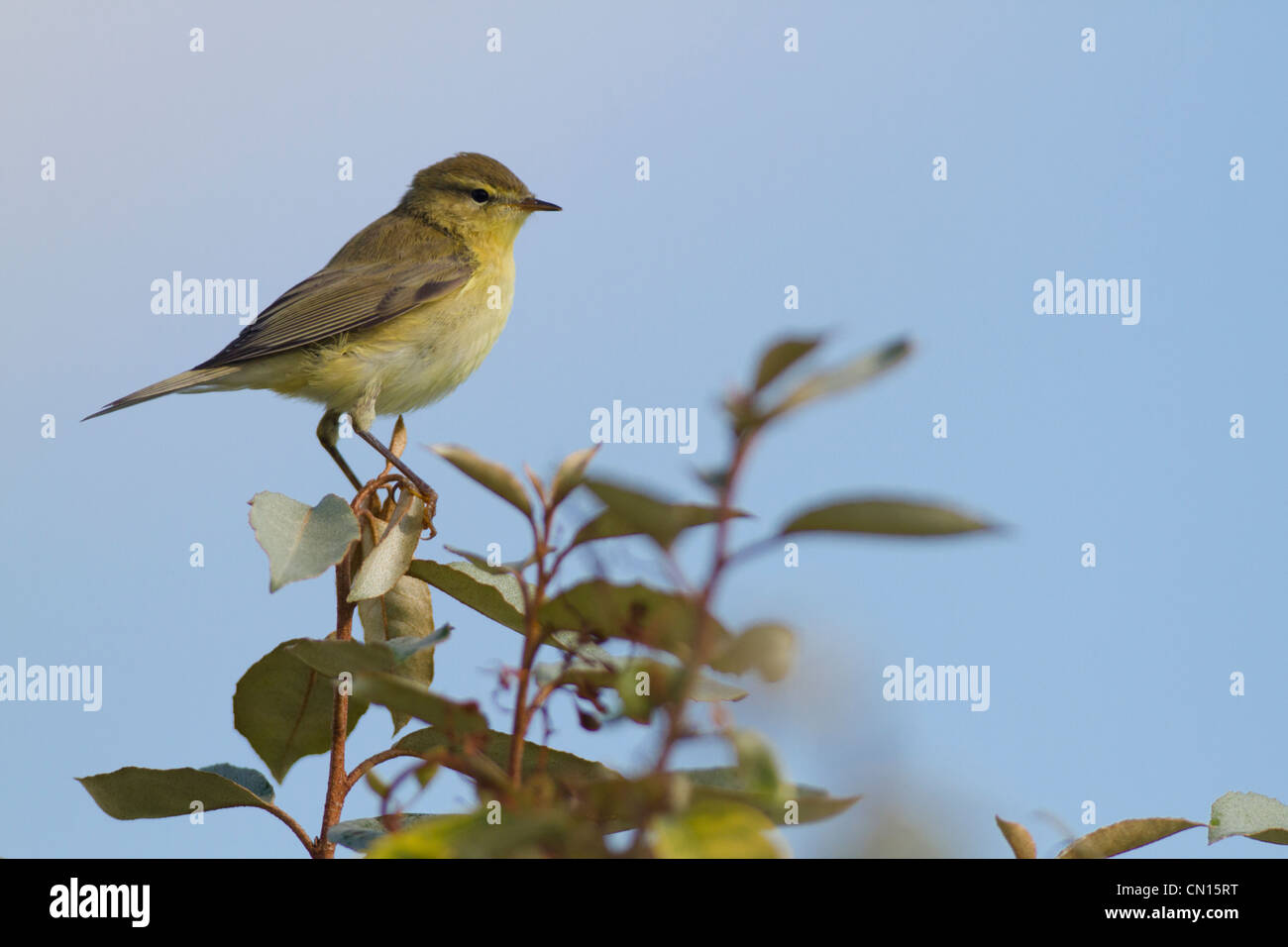 Willow Warbler (Phylloscopus trochilus) perched on twig Stock Photo