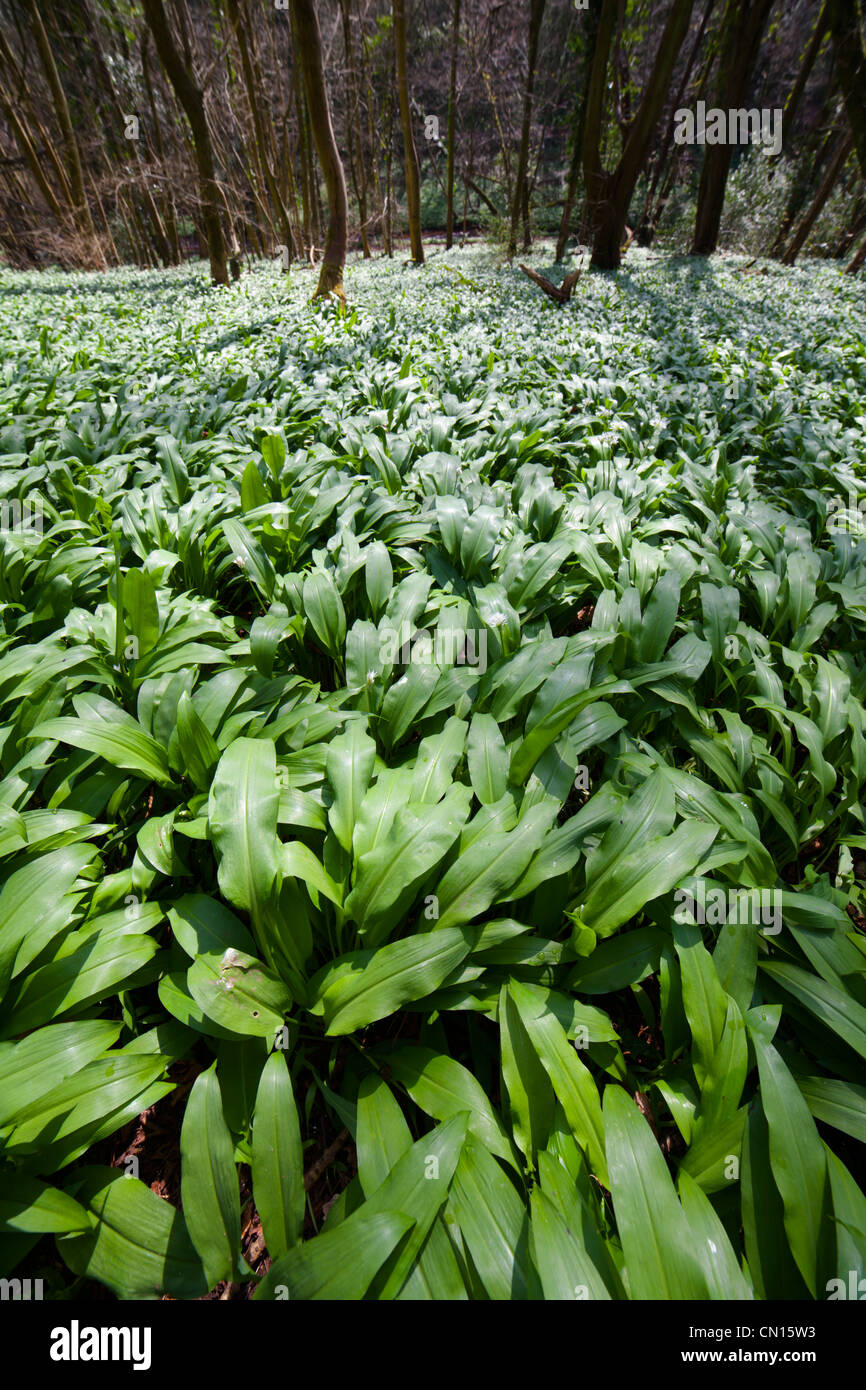 Carpet of Wild Garlic (Allium ursinum) AKA Ramsons leaves just before they bloom Stock Photo