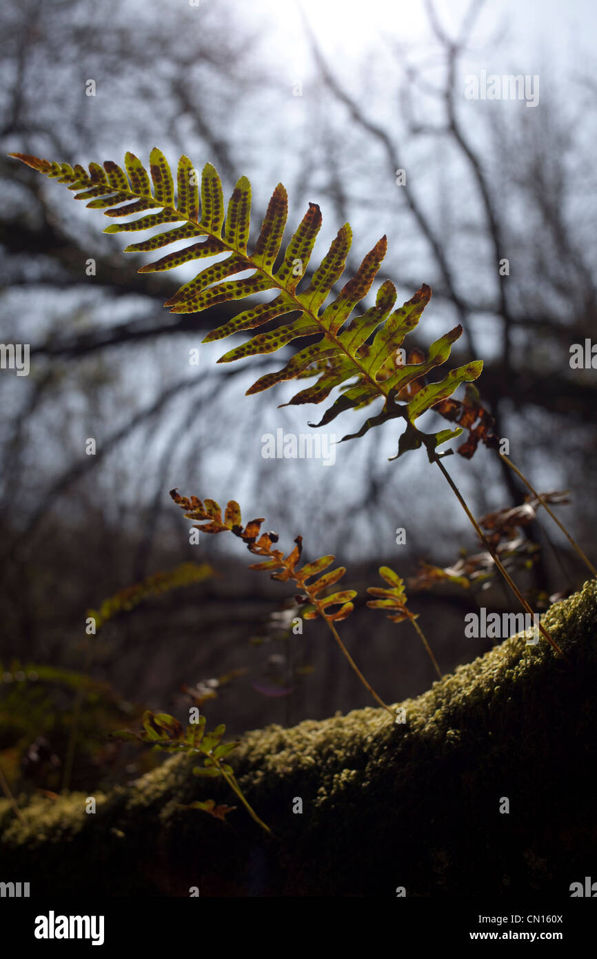 Immature ferns growing in order of size out of deadwood. Stock Photo
