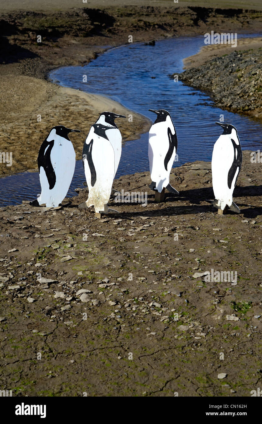 Flat Penguins feeding on Hayle estuary Cornwall UK Stock Photo
