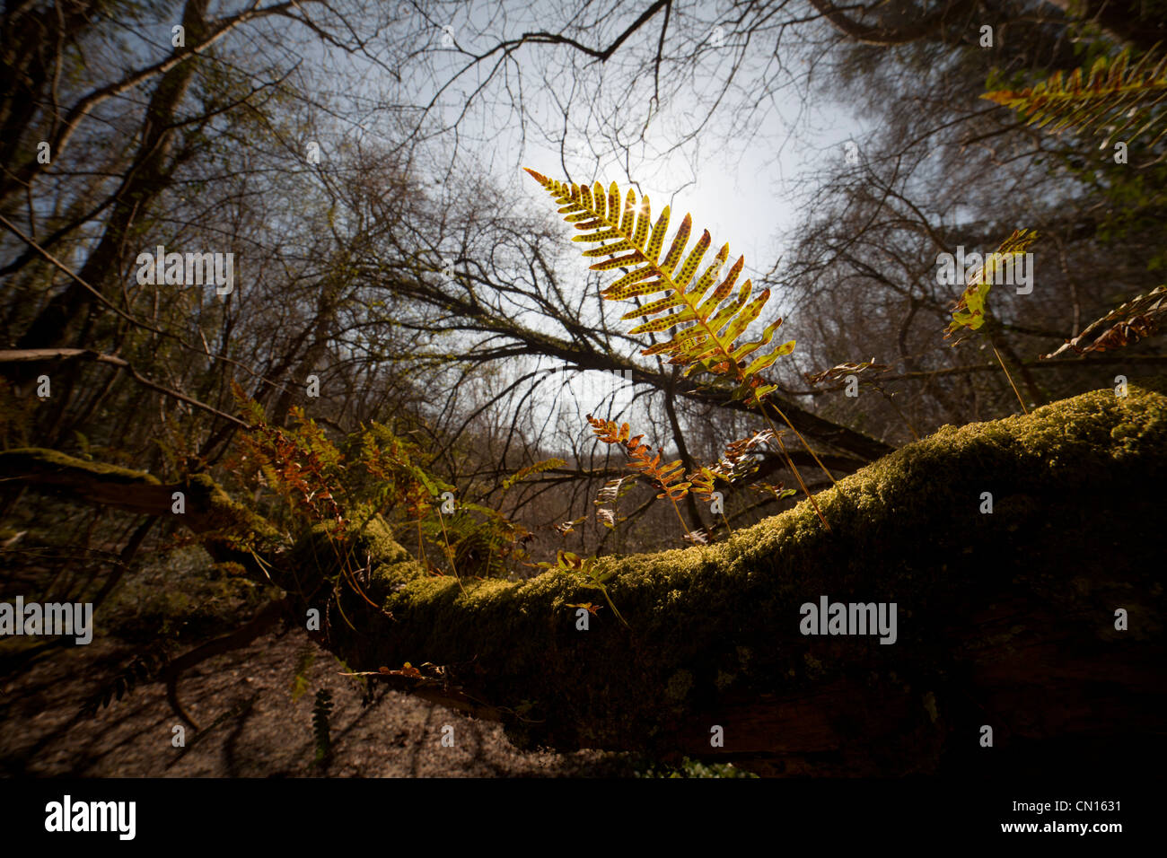Ferns growing out of a fallen tree in ancient woodland Stock Photo