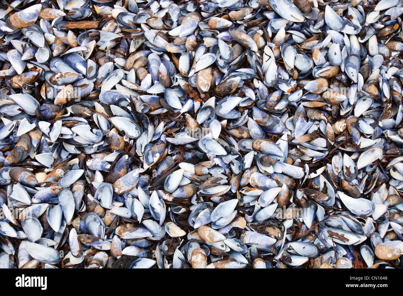 Mussel shells on Portnalong beach, Isle of skye, Scotland, UK. Stock Photo