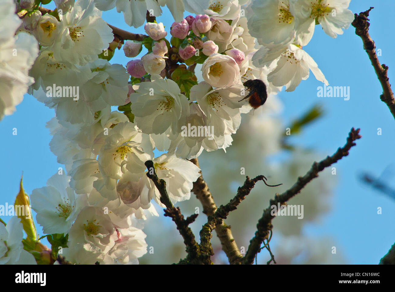 Bumble Bee on spring blossom tree against bright blue sky Stock Photo