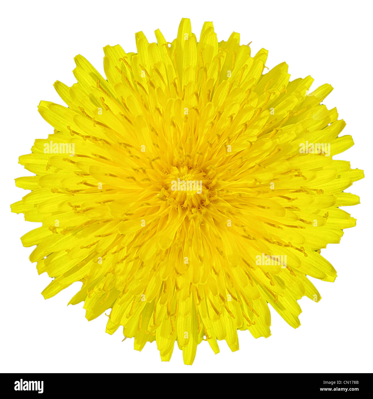 dandelion flower isolated on white Stock Photo
