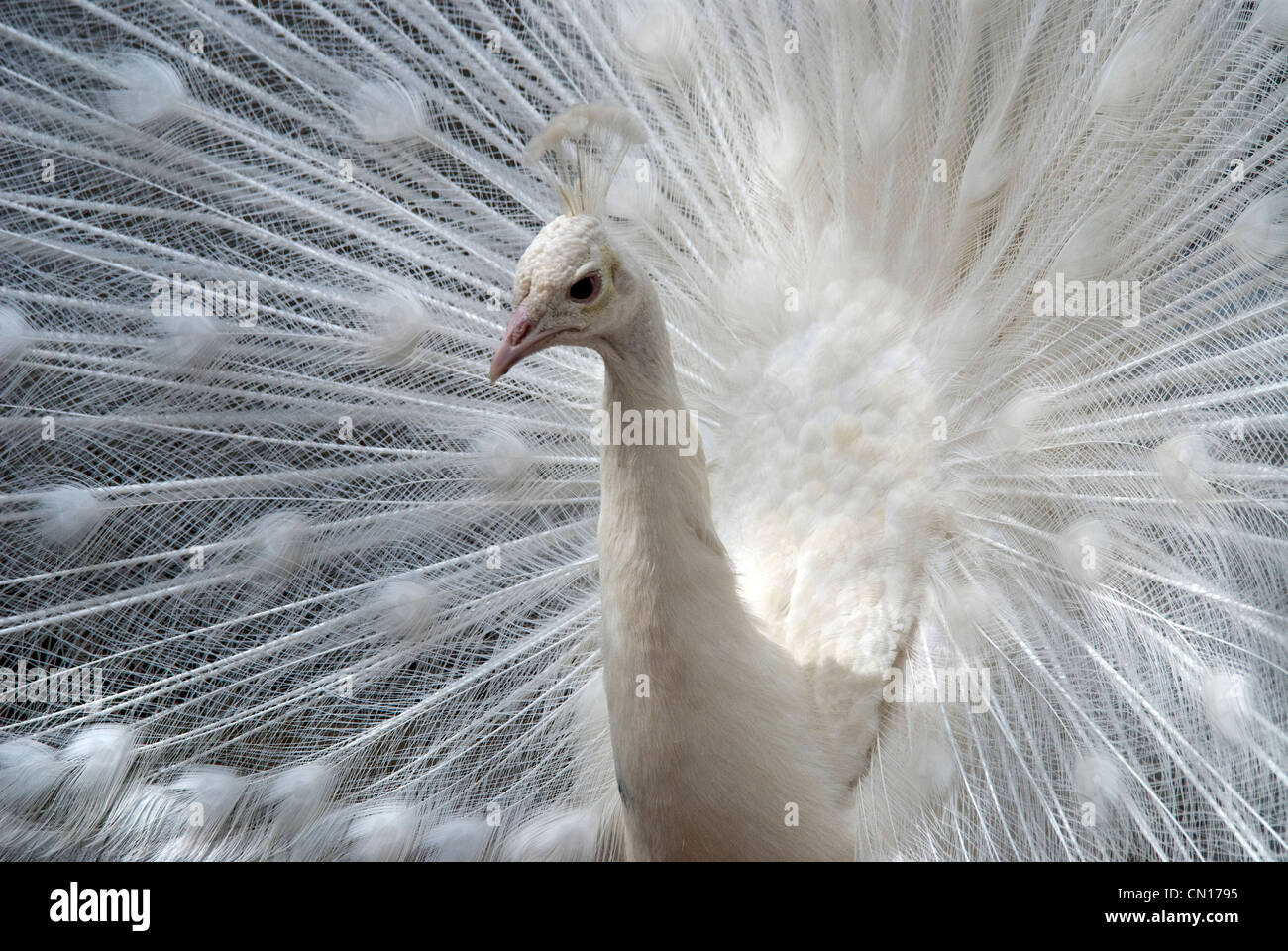 Indian Peacock Pavo cristatus leucistic color mutation Pueblo Zoo ...