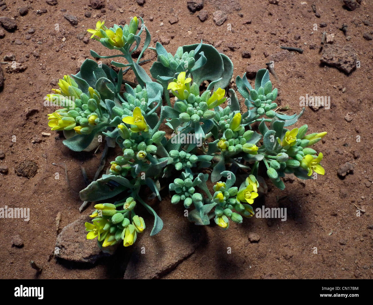 Newberry's Twinpod Physaria newberryi Dead Horse Point State Park Utah USA Stock Photo