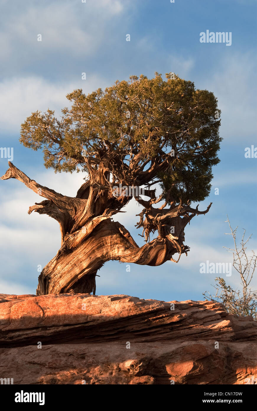 Utah Juniper Juniperus osteosperma Dead Horse Point State Park Utah USA Stock Photo