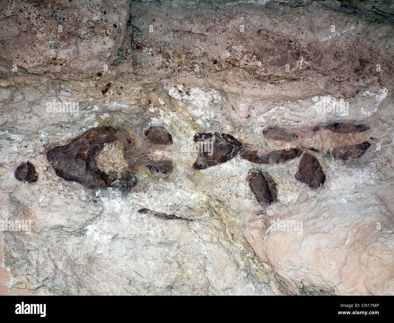 Mill Canyon Dinosaur Trail Sauropod Tail Bones Grand County Utah USA Stock Photo