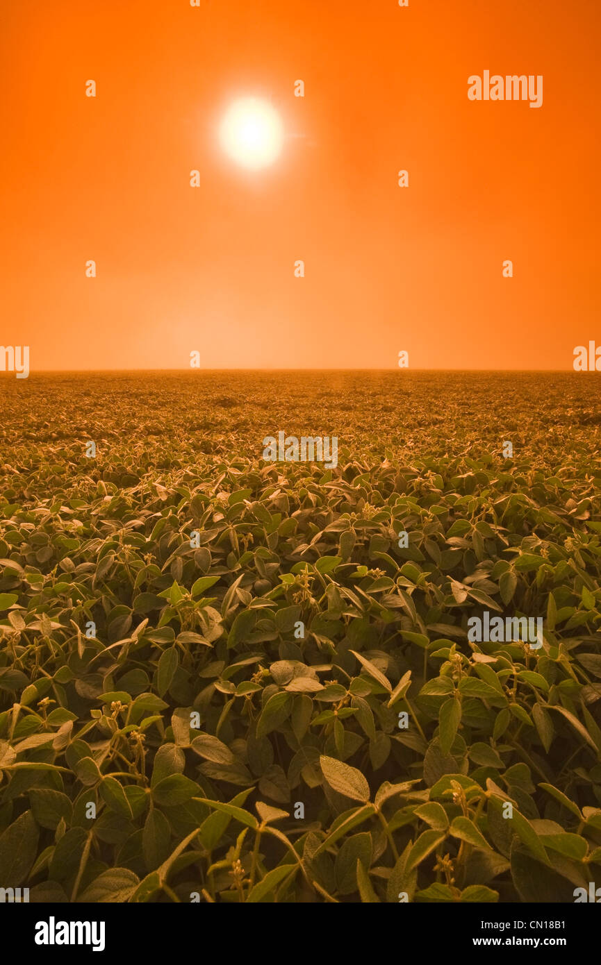 Soybean field on a misty morning, near Brunkild, Manitoba Stock Photo