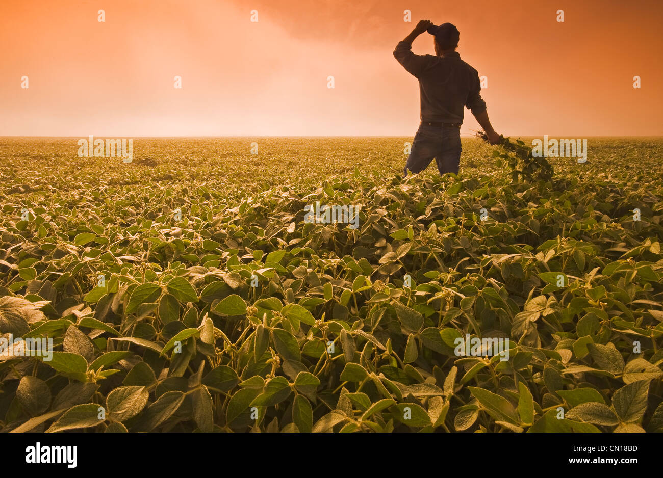 Man looks out over a soybean field on a misty morning, near Brunkild, Manitoba Stock Photo