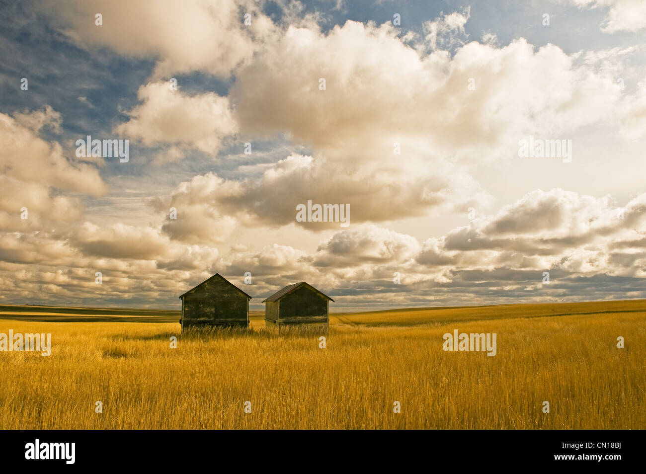 Artist's Choice: Abandoned grain bins with hail damaged wheat stubble near Ponteix, Saskatchewan Stock Photo