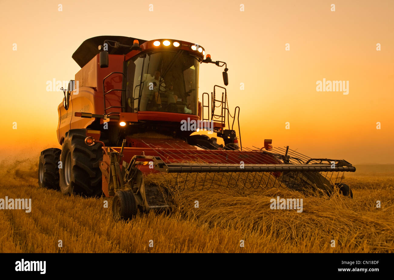 A combine harvests swathed spring wheat near Dugald, Manitoba Stock Photo