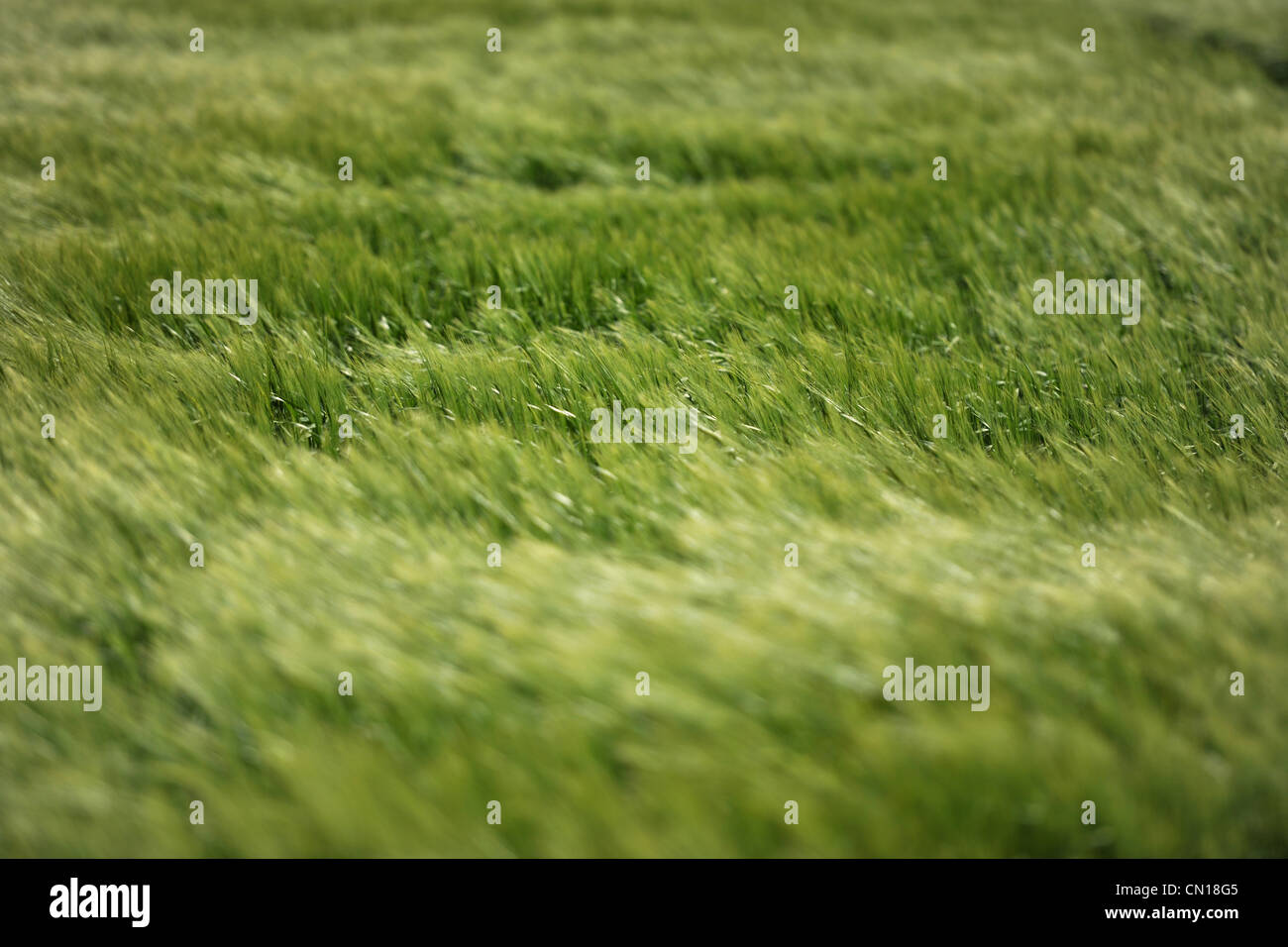 Close up tall grass blowing hi-res stock photography and images - Alamy