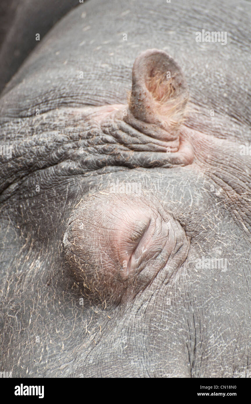 Hippo sleeping close up  Stock Photo
