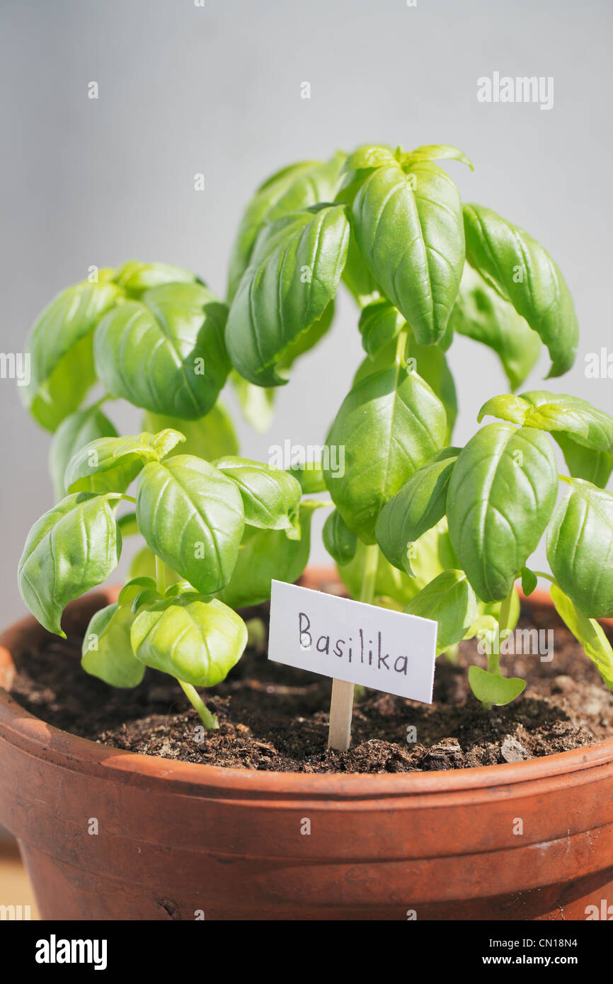 A flowerpot with Basil herbs and a sign with word Basilika (Basil in swedish, norwegian or finnish) Stock Photo