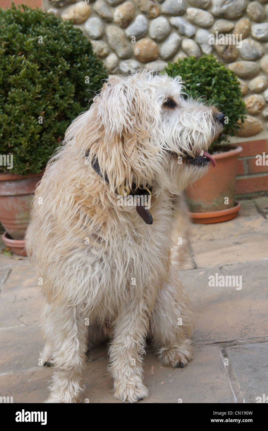 SONY DSC, wheaten terrier dog outside Stock Photo